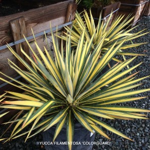 Yucca filamentosa 'Colorguard' 